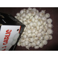 Fresh Pure White Garlic